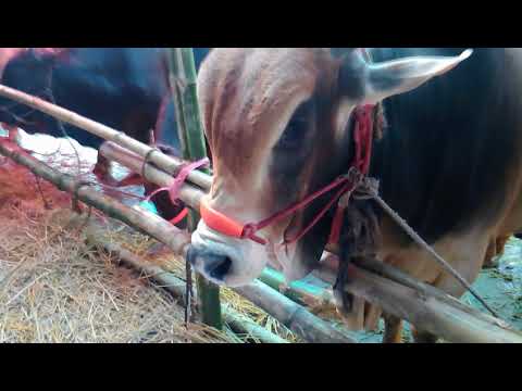 Hazaribagh Gorur Hat...2017...Pagla goru