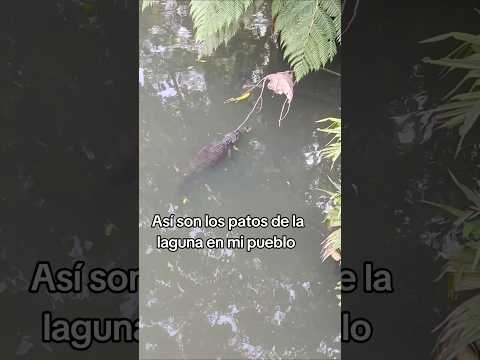 Ternurita 🥹 #caiman #cocodrilo #drilococo #sucumbios #LagoAgrio
