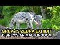 4K Grevy S Zebra Exhibit Endangered African Zebra Animal Kingdom Orlando FL