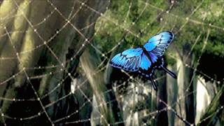 Where Butterflies Never Die - Broken Iris (s l o w e d)