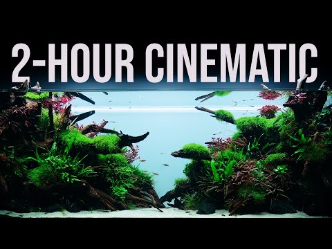 2-Hour RELAXATION | 650-liter NATURE Aquarium | 4K Cinematic