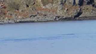 preview picture of video 'Dolphins at Claggain Bay, Isle of Islay, Scotland'