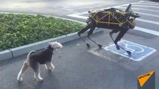Real Dog Meets Boston Dynamics Robot Dog for First Time