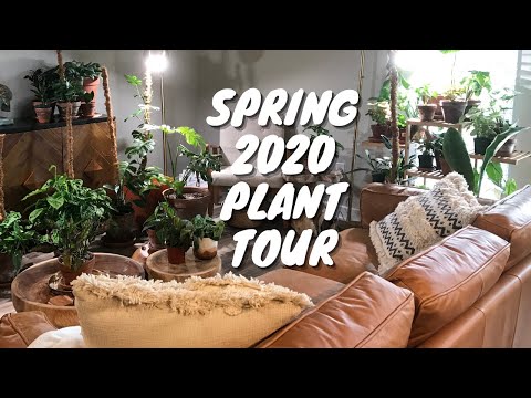 Indoor Houseplant Tour | Houseplant Collection Spring 2020