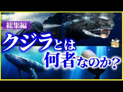 クジラについて詳しく解説