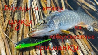 Ловля щуки на выходах