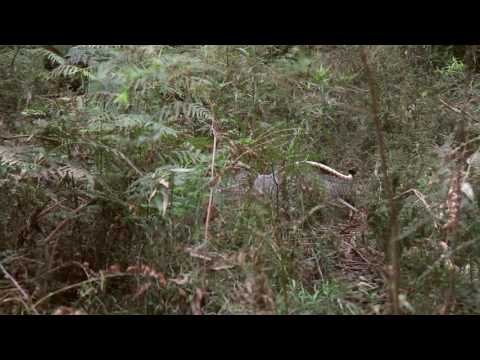 Superb Lyrebird - Dandenongs, VIC