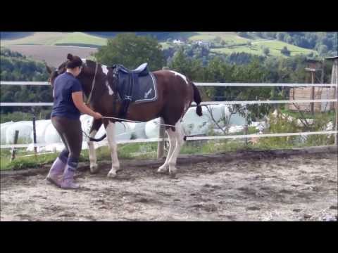 Piaffeartige Tritte Jumper 130829