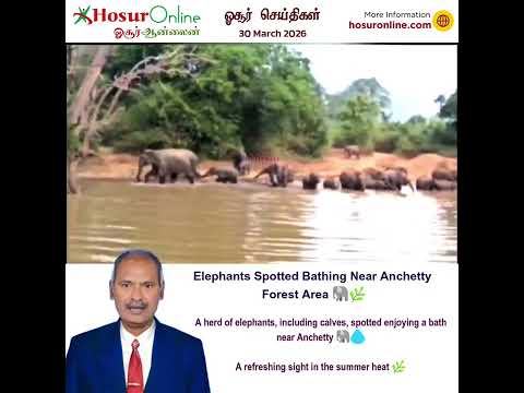 Herd of Elephants Spotted Bathing Near Anchetty Forest Area