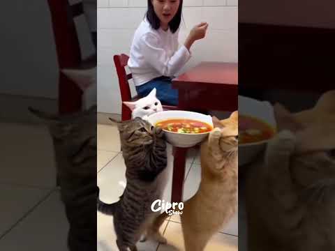 Michelandia #viralvideo