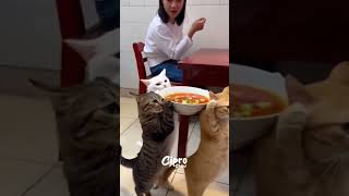 Michelandia #viralvideo