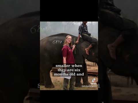 Size of dragons inheritance cycle and eragon lore  #eragon #inheritancecycle #dragons #lore #fantasy