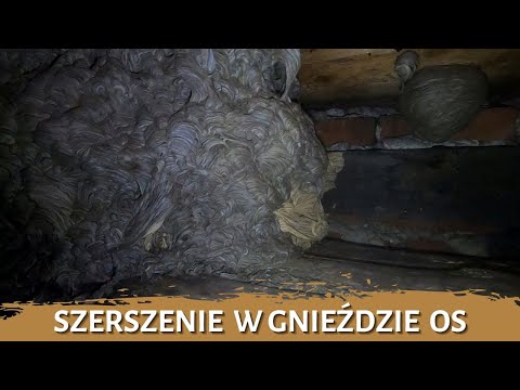 Hornets in a wasp nest - nest removal - nest liquidation - hornet nest