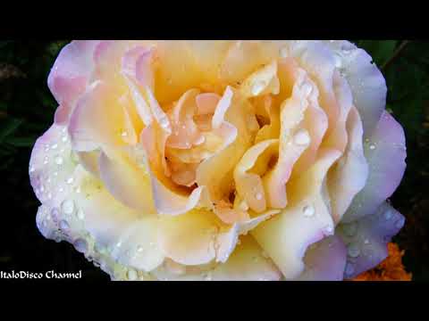 Ricky Maltese - All The Night