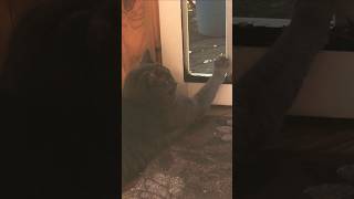 Charlie #cat is relaxing to Bob Dylan singing Shenandoah