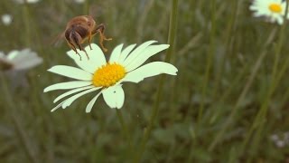 BFH - Mouchy na pastvě