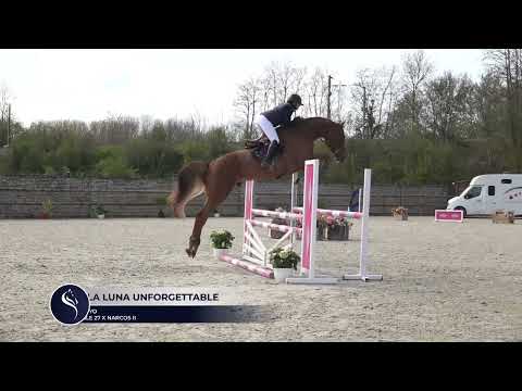N La Luna Unforgettable (UNTOUCHABLE 27 x NARCOS) 5 years old stallion