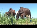 Ordenha Mecânica Aumenta Produção De Leite Em Fazenda De Ibirapuã