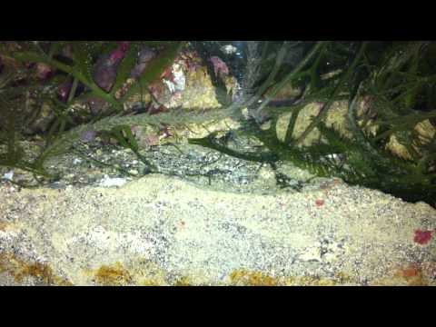 refugium life, sand bed critters