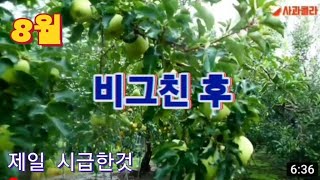 [사과재배] 비 그친 후 핵심 사항