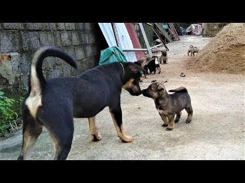 Black Tansu Dog In The Countryside | Black Tansu Dog Play With 7 Newborn Puppies In Morning