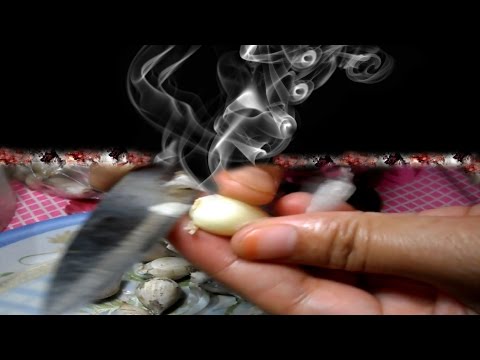 download lagu mp3 mp4 How To Eat Raw Garlic Without Smelling, download lagu How To Eat Raw Garlic Without Smelling gratis, unduh video klip How To Eat Raw Garlic Without Smelling