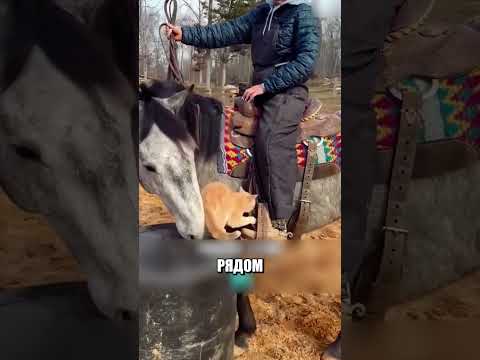 Лошадь помогла МАЛЕНЬКОМУ КОТУ ЗАБРАТЬСЯ НА СПИНУ🤩💡🐎