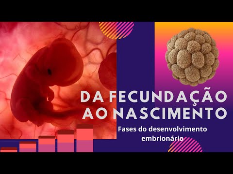 Da fecundação ao nascimento