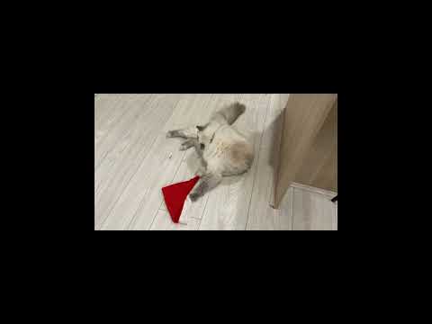 My cat my 2 dogs🩷