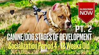 Stages of Development Pt. 2 | Socialization 4 - 12 Weeks Old | Dog Puppy Canine Life Growth #dog