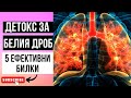 5 БИЛКИ ЗА ДЕТОКС НА БЕЛИЯ ДРОБ СЛЕД ВИРУСНА ИНФЕКЦИЯ, ПНЕВМОНИЯ ИЛИ АСТМА