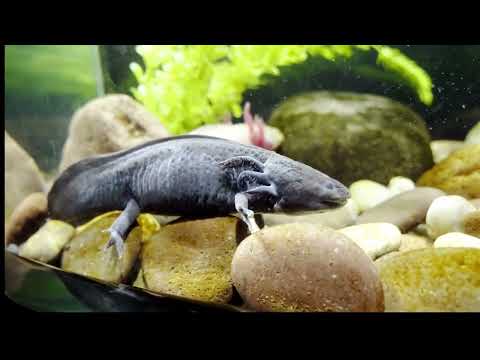 10 Insane Facts About Salamanders You Won't Believe!