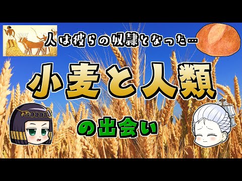 ウォゴニンについて詳しく解説