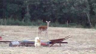 preview picture of video 'piston VS bambi (codesal)'