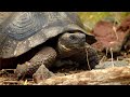 Tracking Giant Galapagos Tortoises BBC Earth