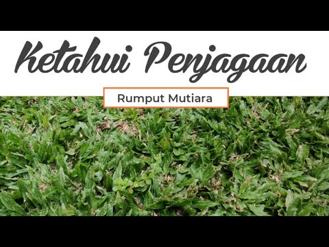 , title : 'Tips Penjagaan Rumput Mutiara'