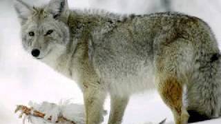 Coyote, My Little Brother as sung by Alan, the Yodelling Pensioner...