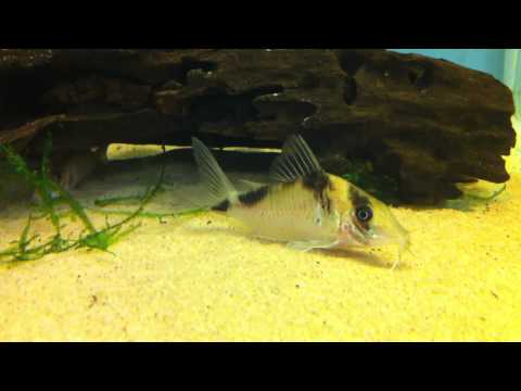 Corydoras (lineage 8 sub-clade 4) sp. (C138)