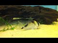 Corydoras sp. (C138) Corydoras sp. (C138)