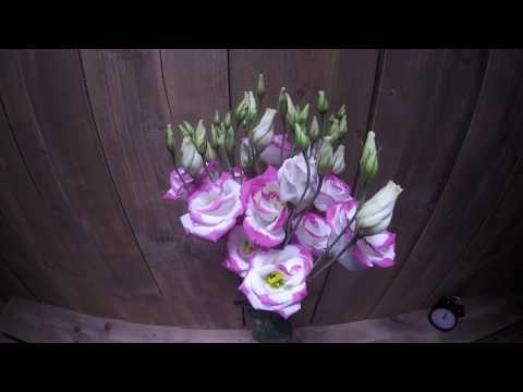 Lisianthus Hot Lips Time Lapse