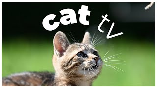 🐾 Cat TV  - Relaxing Nature & Bird Watching for Indoor Cats 🐦🌿