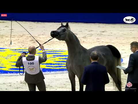 N 100 EZZ ALKHASHAB   Dubai International Arabian Horse Championship 2022   Colts 2 years old Class