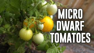 These are the ONLY tomatoes every gardener should grow!