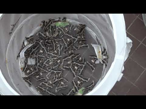 Too many moths (Samia ricini)  eri silkmoth