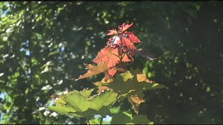 Early autumn? What is causing some leaves to change?