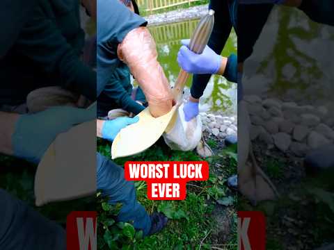 Animals That Took The Word Bad Luck To The Next Level