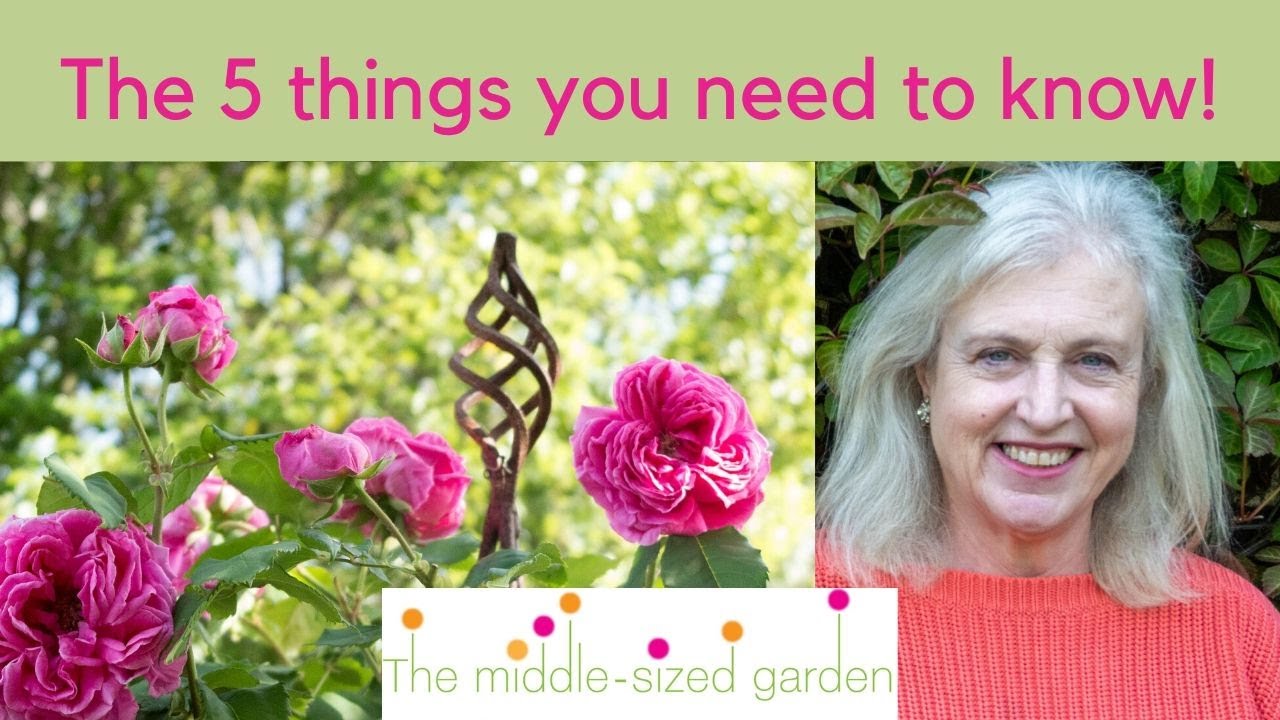 Climbing plants - how to choose the right climber for your garden!