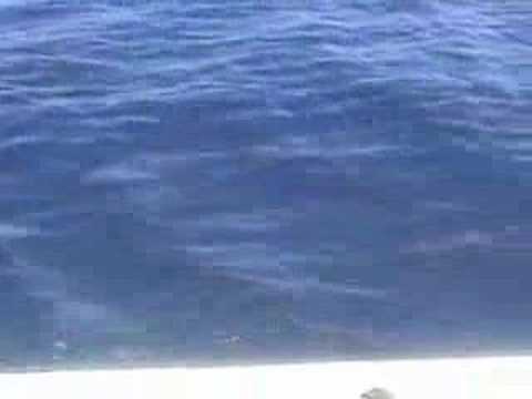 360tuna