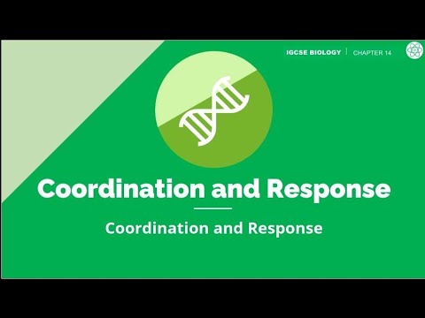 Coordination and Response | IGCSE Biology | Topic Explainer - ZNotes