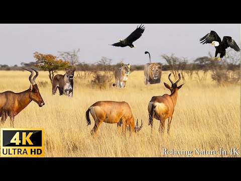 Wild Animals of Africa & Relaxing Nature